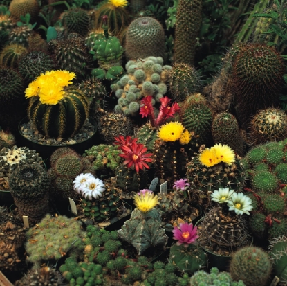 Picture of Cactus - Crown Mixed